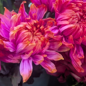 frische Blumensträuße