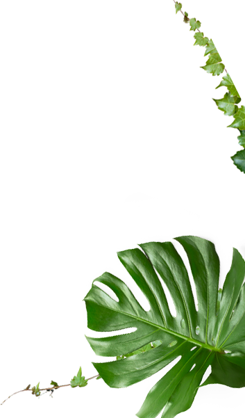 verschiedene Topfpflanzen